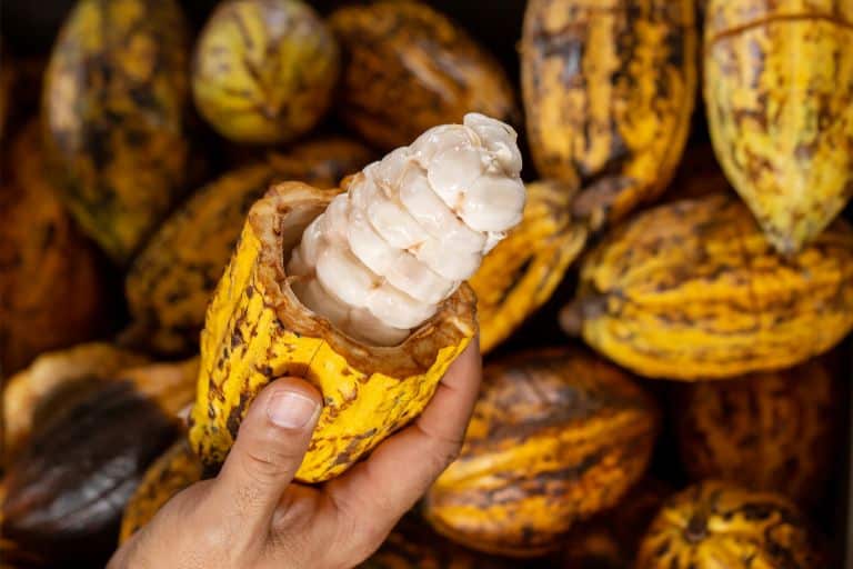 Cocoa pod containing cocoa seeds